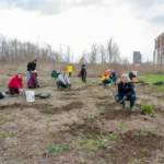Ajax tree planting event